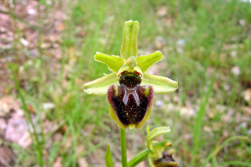 Orchidee del Chianti - Ophrys sphegodes e altre...